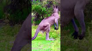 Power full kangaroo’s wildlifephotography wildlife [upl. by Truc]