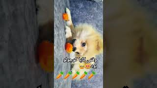 dog pomspitz poms shortsvideo pomskyperfection kaya pomlove funnyanimal pomskynation [upl. by Hobart]