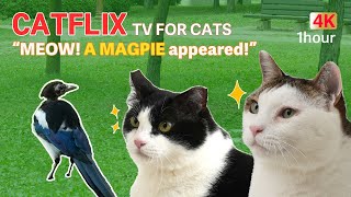 TV for Cats  Watching Magpies in the park  Cat favorite video [upl. by Booth]