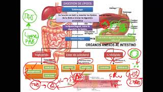 Bioquímica  Digestión y absorción de lípidos [upl. by Holtorf600]