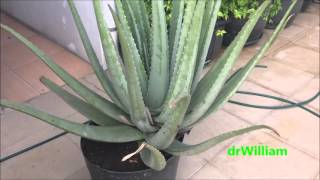 Aloe vera barbadensis lidah buaya Barbadensis [upl. by Donadee]