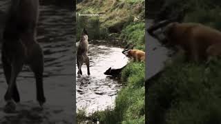 the kangaroo vs dog subscribe funny highlights youtubeshorts animals dog funnyvideo [upl. by David]