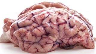 7 quotFactsquot About The Brain That Are Not True [upl. by Yasmar]