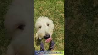 Check Out This Amazing Goldendoodles Obedience  Cincinnati Dog Trainers Off Leash K9 [upl. by Miculek]