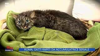 Roma gatti rapiti da accumulatrice seriale  La Vita in diretta  31032023 [upl. by Ylloj]