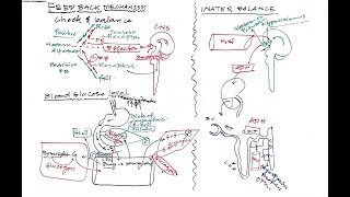 L02 Feedback mechanismpart 01 [upl. by Hendricks335]