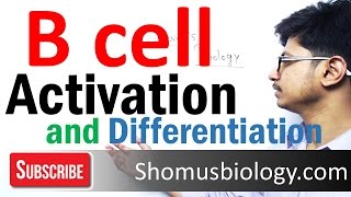 B cell activation and differentiation [upl. by Nylodnewg89]