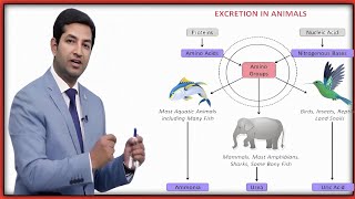 Lec5excretion in animals 2nd year biology by pgc [upl. by Vocaay]