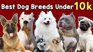 Budget Friendly Dog Breeds  Best Dog Breeds Under 10000  Cheapest Dog Breeds In India [upl. by Rachelle]