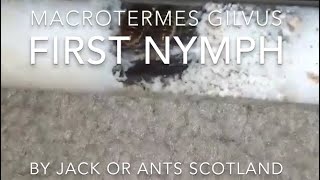 Macrotermes gilvus mound termite king and queens first nymph [upl. by Aramoj]