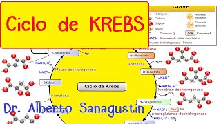 CICLO DE KREBS paso a paso Bioquímica [upl. by Blain]