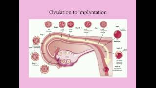 Fundamentals of Pregnancy  CRASH Medical Review Series [upl. by Mayrim]