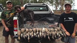 DUCK HUNTING IN AUSTRALIA 2016 OPEN SEASON [upl. by Atilrak]