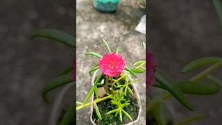 Red moss Rose flowers ☺️shortsfeed shorts trending viralvideo youtubeshorts ytshortsindia [upl. by Eirrab]