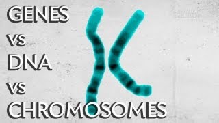 Genes vs DNA vs Chromosomes  Instant Egghead 19 [upl. by Pokorny213]