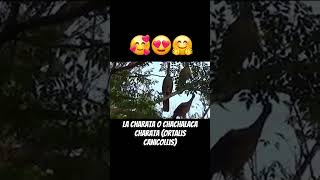 🐦‍⬛🐦Charata o chachalaca charata Ortalis canicollis aves esteros animals folk goat paraguay [upl. by Joan]