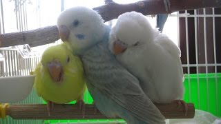 How to breed budgies step by step [upl. by Iosep]