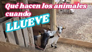 Llueve en Ibiza Qué hacen los animales cuando llueve [upl. by Drofnas]