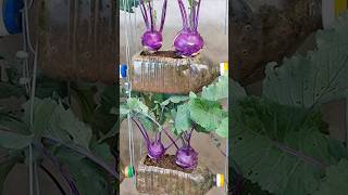 Techniques for growing kohlrabi in a plastic tube Its so easy but its also free grow garden [upl. by Ellenej]