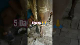 cowboy boots and shoes of yadav ji 🙏🙏 cow sorts viralvideo [upl. by Anaoj]