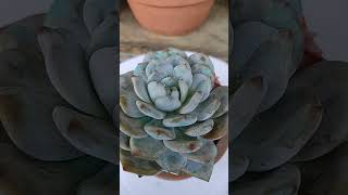 Echeveria Monroe 💓💓 succulent succulentcollection gardening garden [upl. by Sorvats892]