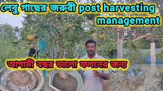 আগামী বছর ভালো ফলনের জন্য লেবু গাছের post harvesting management ভীষণ জরুরী। citrus care in winter [upl. by Tsnre]