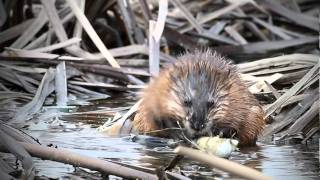 Suomenojan luonto  Piisami Ondatra zibethicus [upl. by Critta344]