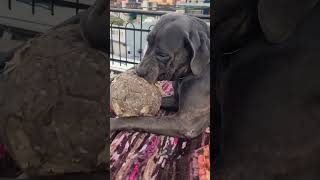 Cane corso play with boll 👺🥰alphathedogo dogoargentino canecorso dogbreeds labrador [upl. by Eldon]