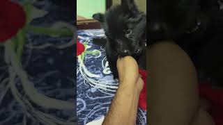 OUR NEW PET BLACK GERMAN SHEPHERD tranding blackgermanshepherdinindia ytshorts [upl. by Anek]