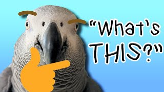 Did This Parrot Just Ask a Question [upl. by Akiehs]