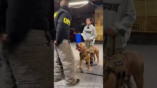 Un Chien Militaire Montre Ses Compétences 🤯 expliqué [upl. by Previdi458]