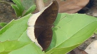 Butterflies of Thailand  Chiang Mai [upl. by Milks]