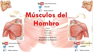 Anatomía  Músculos del Hombro Origen Inserción Acción Inervación Irrigación [upl. by Christabella361]