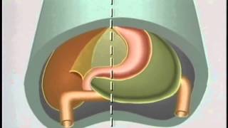 Embryological Development of GastroIntestinal Tract  ACLAND [upl. by Jaela554]