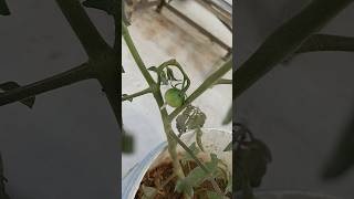 Tomato 🍅 Plant with Tomato [upl. by Nyltac]