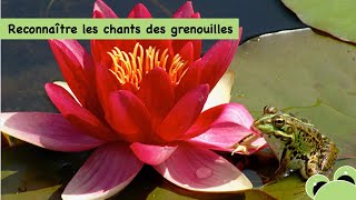 Reconnaître les chants des grenouilles [upl. by Lydnek108]