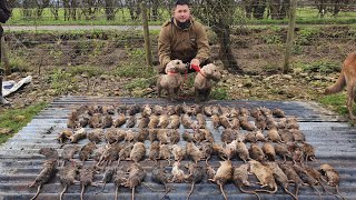 Mr porky Ratting with terriers at pig farm [upl. by Aeli]