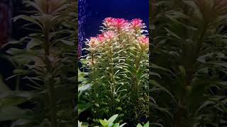 ludwigia inclinata var metared plant fast and easy growingplanted aquarium [upl. by Suollecram]