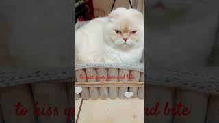 babubuttscottishcatscottishfold scottishcat cutecat catlover adorable kitten catshorts cats [upl. by Menis784]