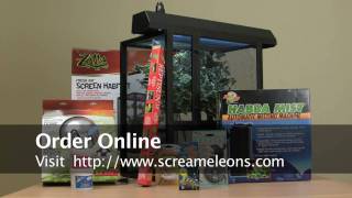 Chameleons for sale  Screameleons Ultimate Setup Kit [upl. by Heidie]