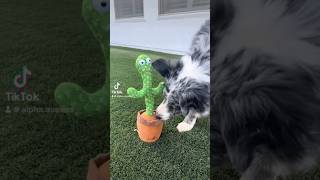 Stella Reacts to Talking Cactus Toy 🌵 [upl. by Hseyaj]