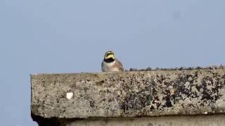 Siberian Accentor at Spurn October 2016 [upl. by Archie]