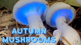 Fall Mushrooms  Foraging Fungi in the PNW Candy Cap Mushrooms Fluorescing Fungus Hygrocybe amp More [upl. by Athena]