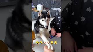 fooled the dog by a man dog funny fight dog cleverdog dogaggression pets [upl. by Ordnasil]