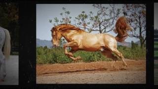 Horse Color Explored Book Trailer [upl. by Hadleigh]