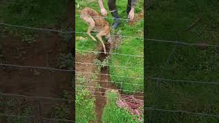 Lurcher ferreting rabbits purse nets [upl. by Walke]