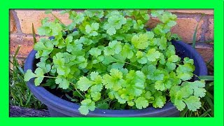 How To Grow Coriander from Cuttings and Roots [upl. by Paddie]