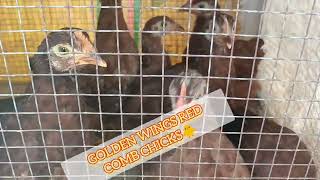 country chicken mini vlogbirds chicken youtube [upl. by Leora]