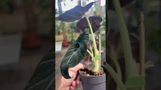 alocasia black velvet [upl. by Oberon]