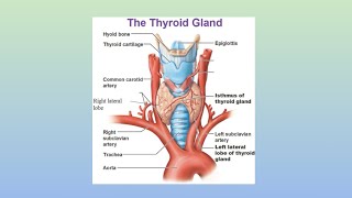 ENDOCRINE SYSTEM Thyroid Gland Part8 [upl. by Ferullo]